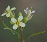 Common dogmustard